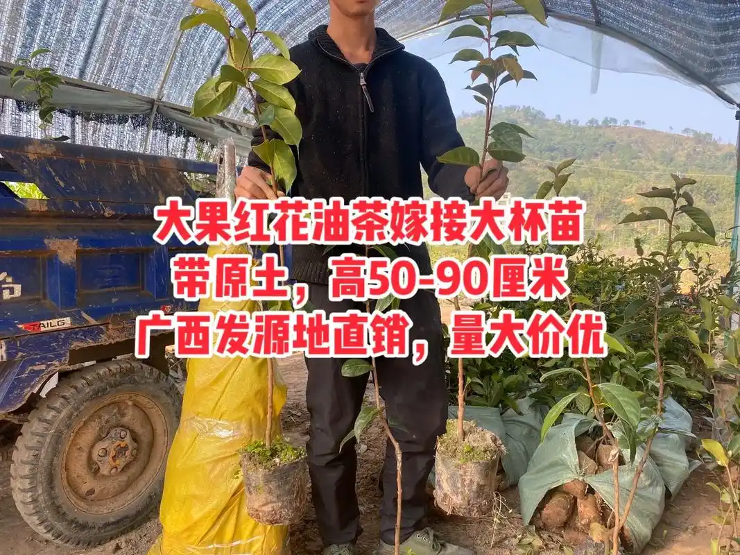 广西大果红花油茶嫁接苗,带原土.#大果红花油茶 #红花油茶  - 抖音