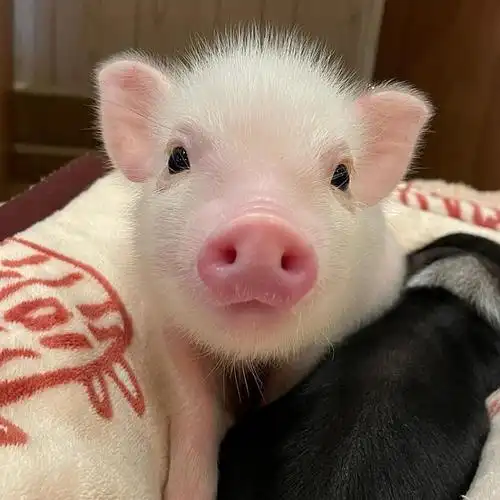 想要这种样的猪猪头像