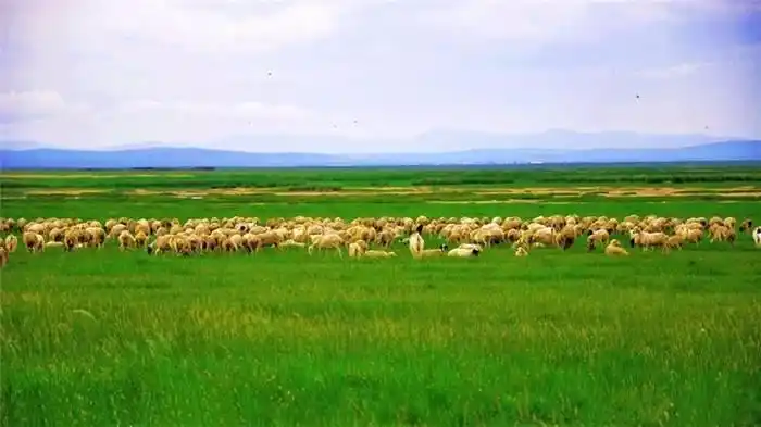 等风来,等花开  正如当地民歌所唱:"黄河北,阴山南,八百里河套米粮川