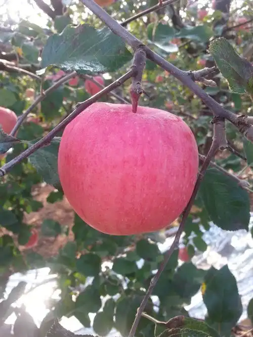 栖霞苹果红富士 85#以上百分百一级果 24个装 新鲜采摘 自产自销