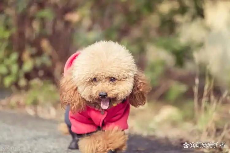 这11个行为说明泰迪太孤独了快陪陪它