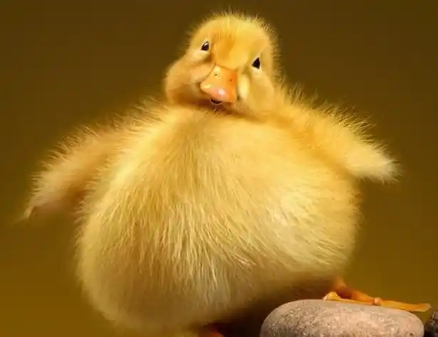 可爱的动物图片大裳