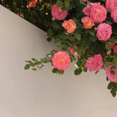 小清新朋友圈背景图