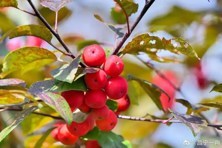 美丽昌宁烈日下的海棠果