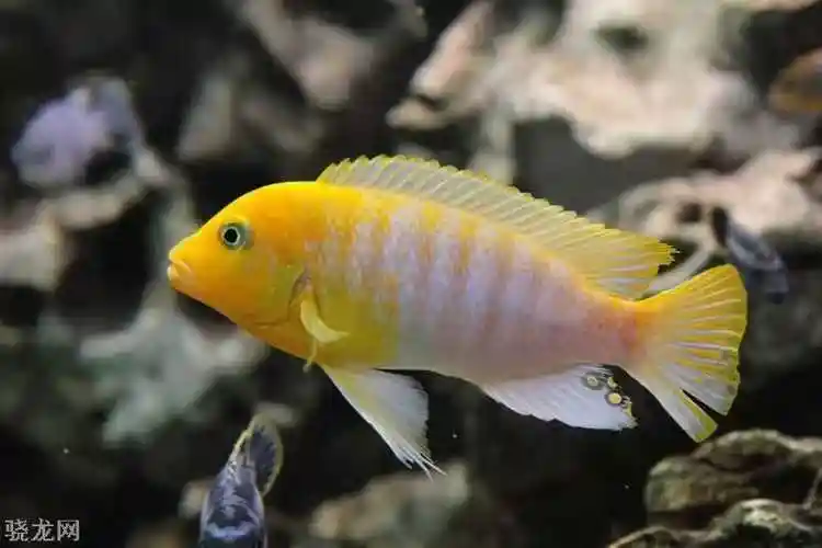 累到手抽筋,三湖慈鲷新手跳湖如何选择品种,附大量图鉴!