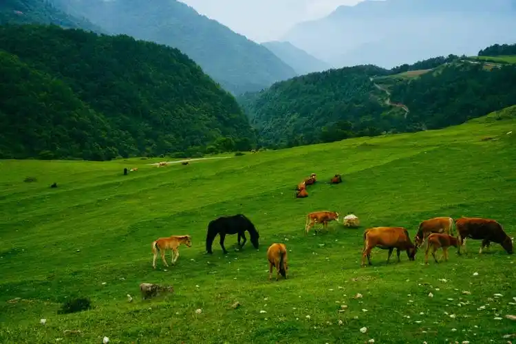 隐居于高山之中,流连于清溪之畔,奔走于草原之上,我想这便是来甘洛的