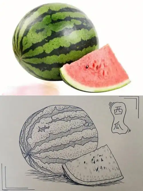 西瓜写生线描710岁