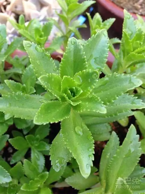 三七草什么样三七草形态介绍