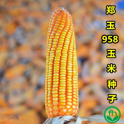 玉米种子高产抗倒伏抗旱高温抗病大田用种饲料家庭园艺种子