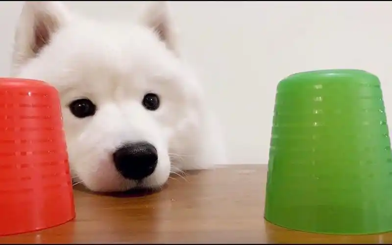 狗狗能认出哪个杯子里有零食吗?【萨摩耶】