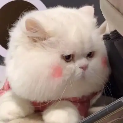 网红球球猫咪头像最火抖音里的网红猫咪球球图片头像