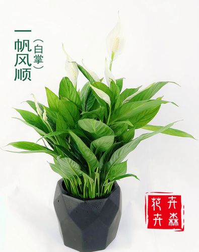一帆风顺花(一帆风顺花喜阳还是喜阴)
