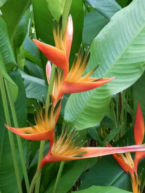 天堂鸟花,又称鹤望兰.