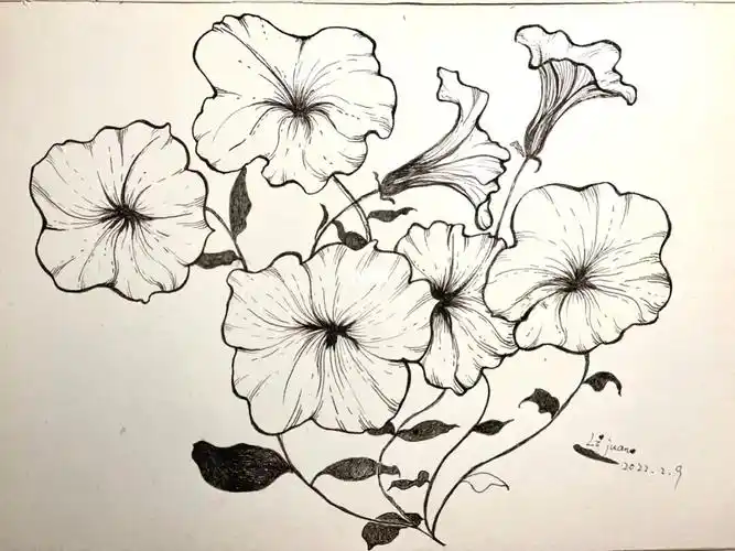 线描花卉临摹