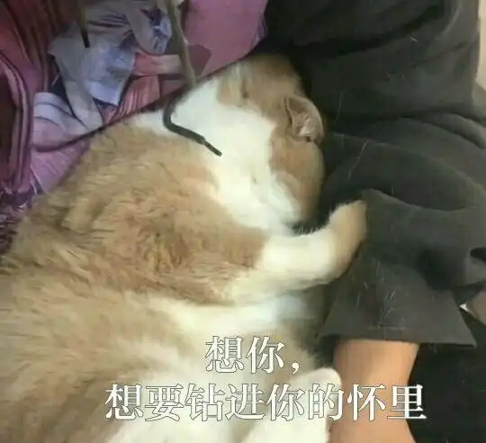 表情包 - 表情图