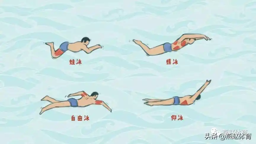 通常,游泳分为四种姿势,自由泳,蛙泳,蝶泳和仰泳.今天