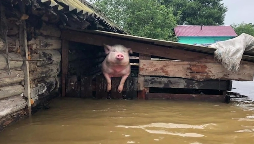 洪水中的"猪坚强"