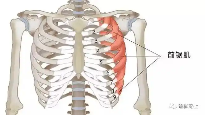 前锯肌:位于胸廓的外侧皮下,上部为胸大肌和胸小肌所遮盖,每组两块的