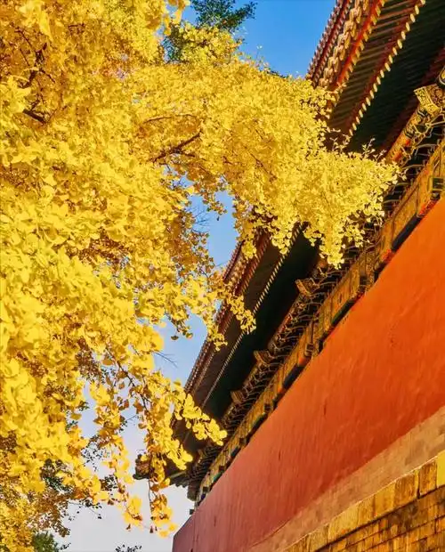 北京最佳赏秋—故宫美成了紫禁城,红墙黄瓦彩叶,帝都最美秋景!