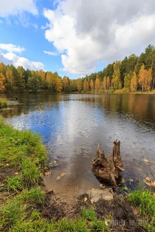 在秋天森林与金黄的桦树,一江秋俄罗斯大自然,白桦树