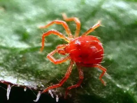 梦见红色的虫子