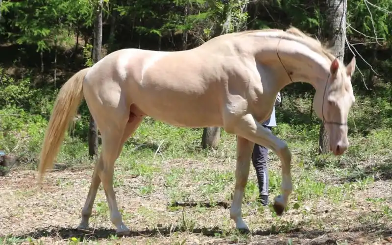 中国境内身价最高的玉龙驹,都进来看看吧,你会记住它的!