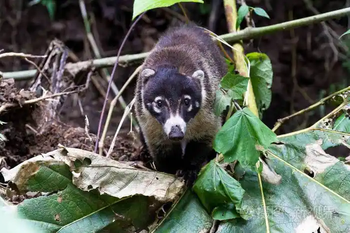 白鼻长浣熊nasuanarica