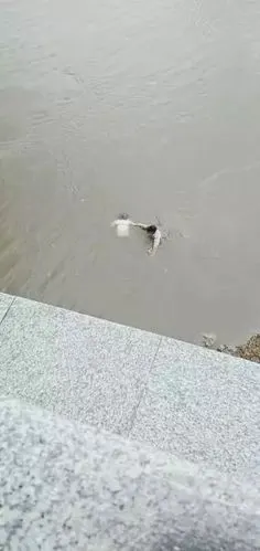 心脏按压10分钟,落水女子"死而复生"!这位哈尔滨小哥哥的施救方案,完