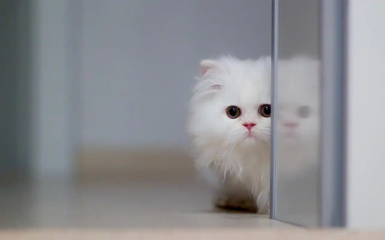 软萌可爱的小猫咪图片电脑壁纸