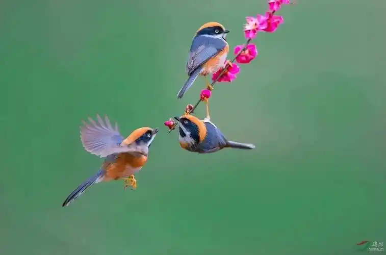 鸟语花香图欣赏