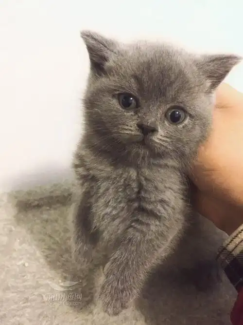 又长大了,英短小蓝猫