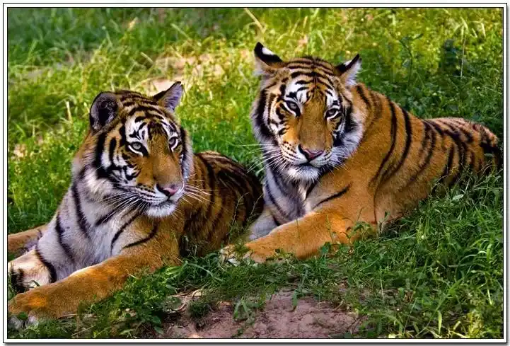 两只老虎~两只老虎