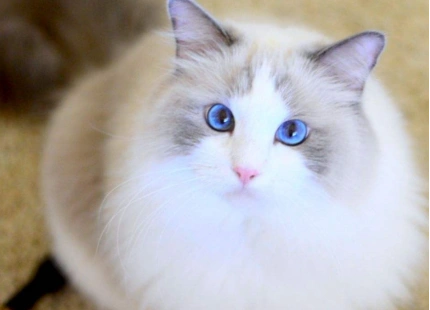 地球上10大最萌最可爱的猫咪,如果都出现在你家门口,你会选谁?