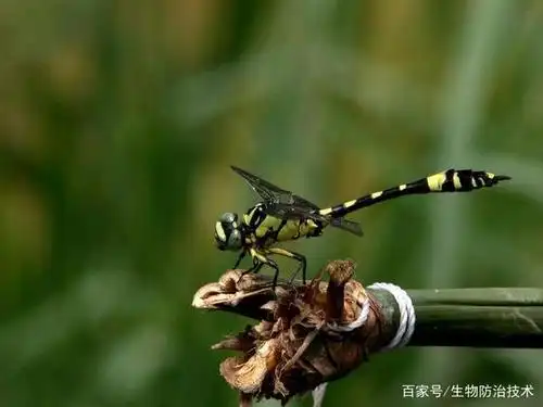 捕食性天敌昆虫--蜻蜓总目