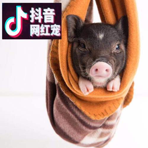 抖音网红可爱宠物猪泰国纯种小香猪迷你吉祥猪侏儒猪萌宠包邮
