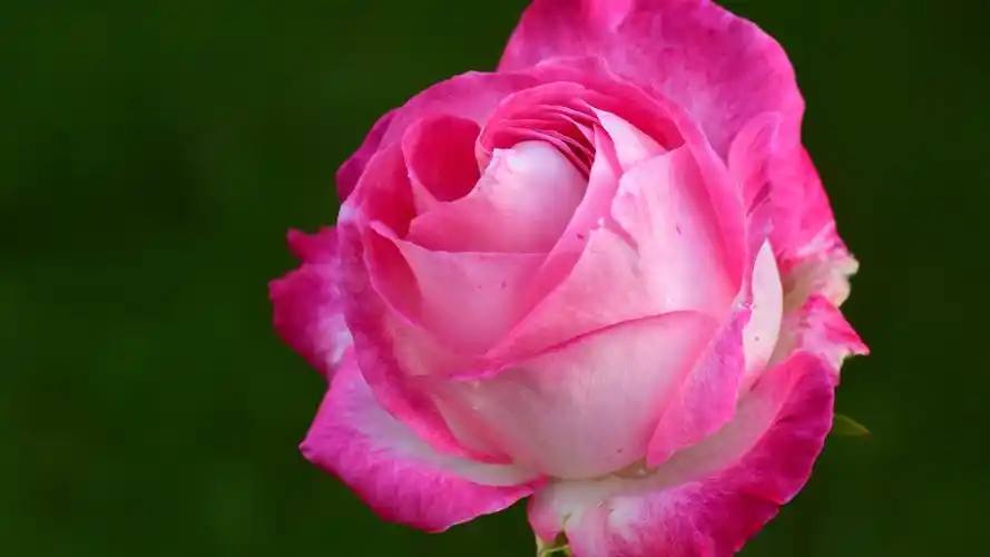 爱情 粉红色的玫瑰5k壁纸壁纸(小清新静态壁纸) - 静态壁纸下载