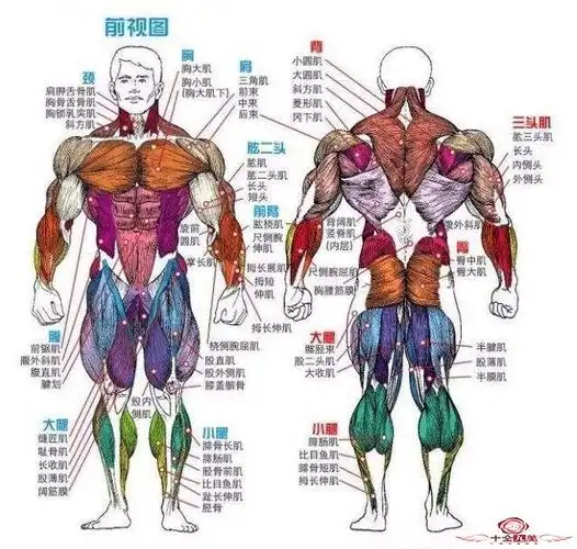 人体肌肉图解,每一块肌肉在哪里,让你一目了然!