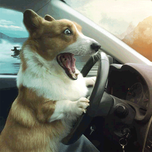 [小黄人高兴]柯基表情包[小黄人高兴],这组. 来自风清万旭 - 微博