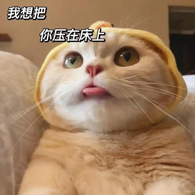 套路对象表情包.#发给对象表情包 #猫咪表情包 #表情包 # - 抖音