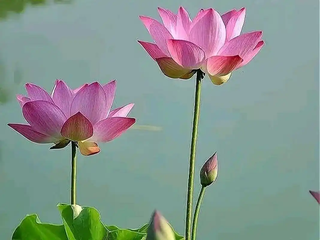 上联:净土莲花,一花一佛一世界 下联:请师友对