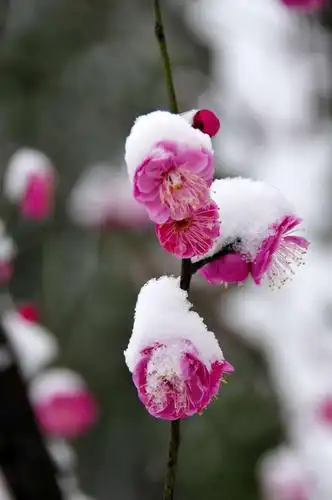 雪压红梅分外娇