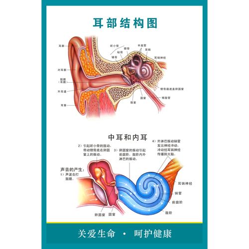 医学宣传挂图 耳部结构示意图海报 人体器官解剖图医院布置海报