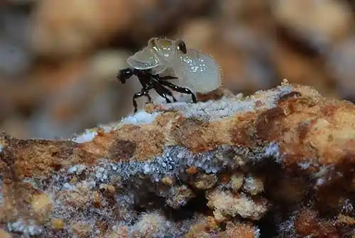 灵芝大蚤蝇的识别,危害及防治方法
