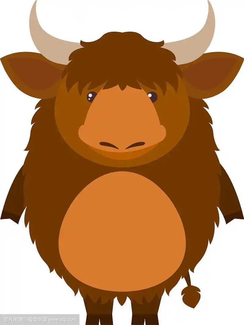 可爱的牦牛在白色的背景