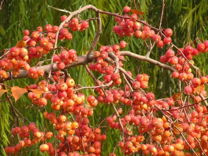 最后的红色果实北美海棠果卡片机傻拍2018194