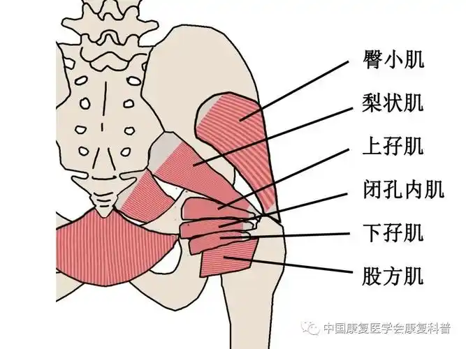 臀大肌,臀中肌,臀小肌"三兄弟"在髋部后伸,外展中起主要作用;梨状肌