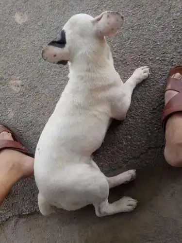 有知道这是什么狗的吗?没尾巴