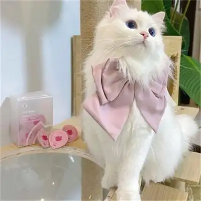 超可爱又治愈的高清猫咪头像图片 适合微信头像的呆萌猫咪图片_动物