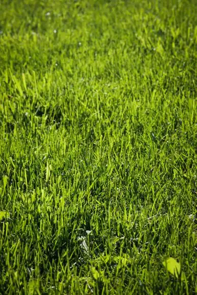 绿草图片