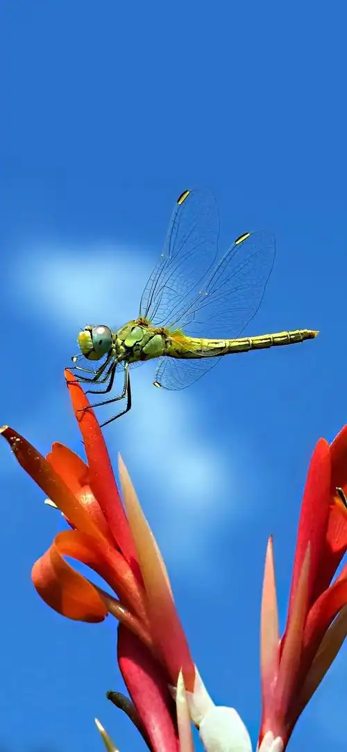 蜻蜓壁纸,你小时候抓过蜻蜓吗